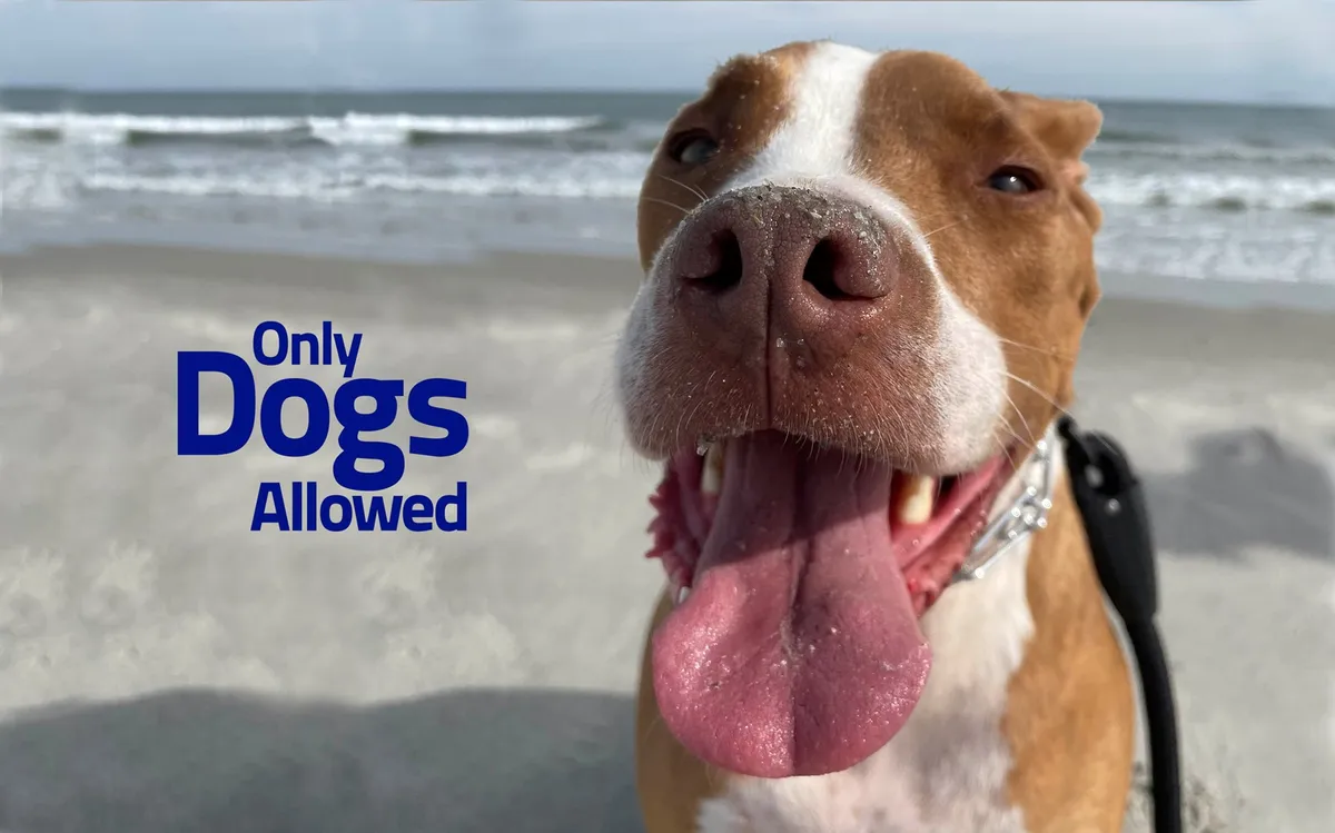 A joyful dog's face is framed by the ocean in the background, paired with friendly text about dogs being welcome. The image exudes playfulness and highlights the pet-friendly aspect of the beach lifestyle.
